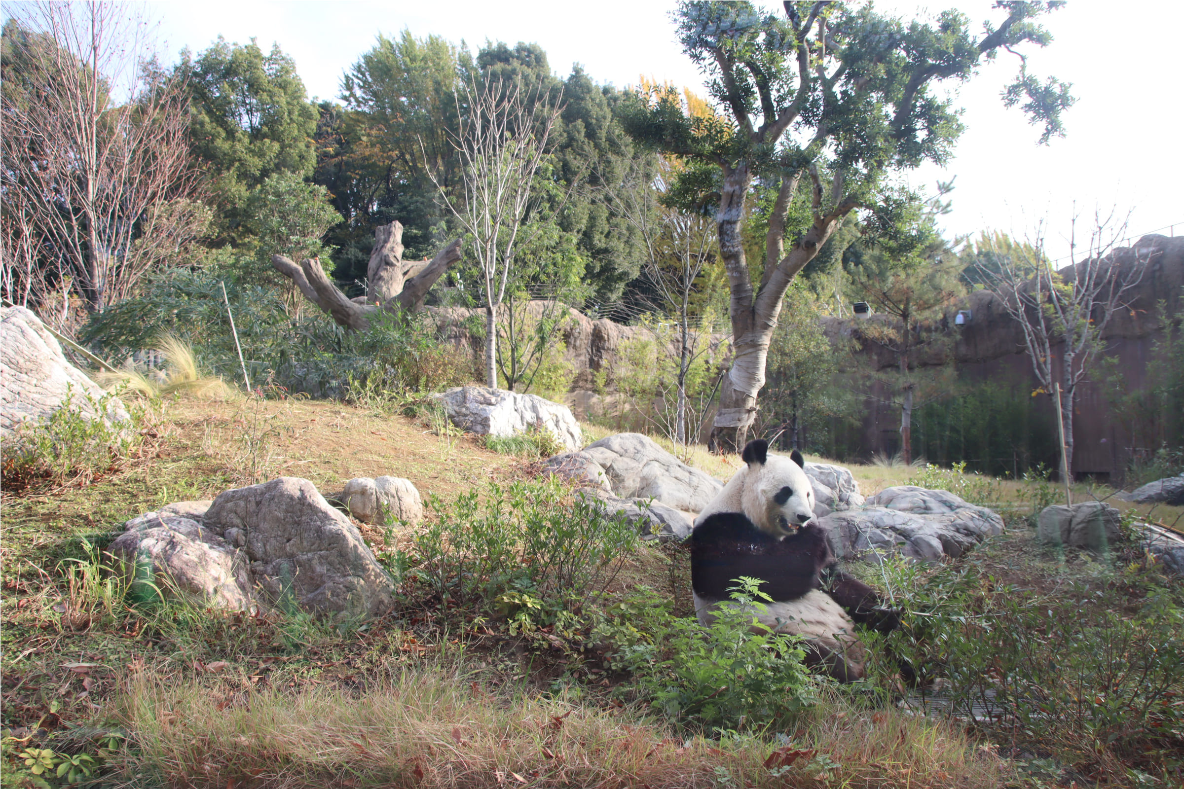 恩賜上野動物園パンダのもり